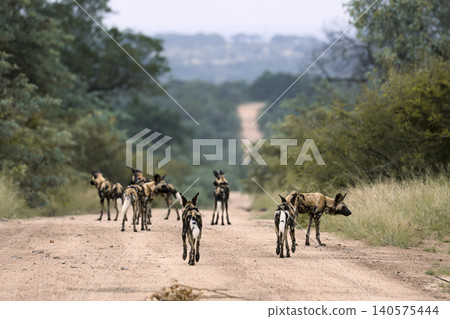 African wild dog in Greater Kruger National park, South Africa African wild dog in Greater Kruger National park, South Africa 140575444