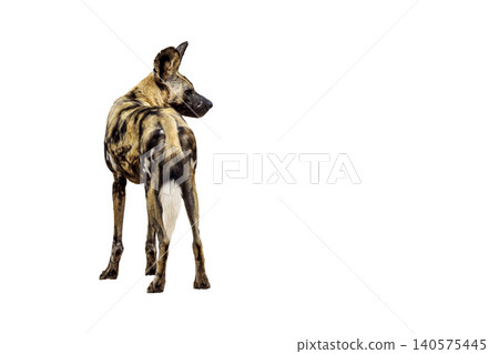 African wild dog in Greater Kruger National park, South Africa African wild dog in Greater Kruger National park, South Africa 140575445