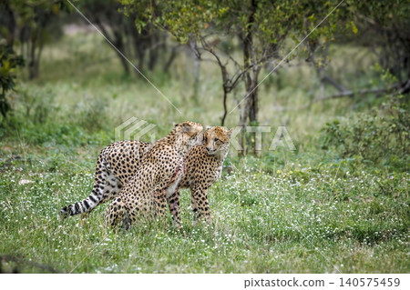 Cheetah in Greater Kruger national park, South Africa Cheetah in Greater Kruger national park, South Africa 140575459