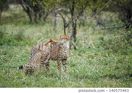 Cheetah in Greater Kruger national park, South Africa Cheetah in Greater Kruger national park, South Africa 140575463