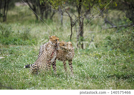 Cheetah in Greater Kruger national park, South Africa Cheetah in Greater Kruger national park, South Africa 140575466