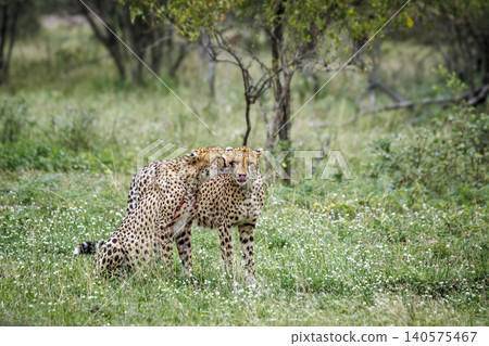 Cheetah in Greater Kruger national park, South Africa Cheetah in Greater Kruger national park, South Africa 140575467