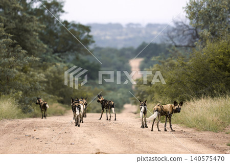 African wild dog in Greater Kruger National park, South Africa African wild dog in Greater Kruger National park, South Africa 140575470