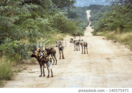 African wild dog in Greater Kruger National park, South Africa African wild dog in Greater Kruger National park, South Africa 140575471
