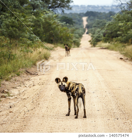 African wild dog in Greater Kruger National park, South Africa African wild dog in Greater Kruger National park, South Africa 140575474