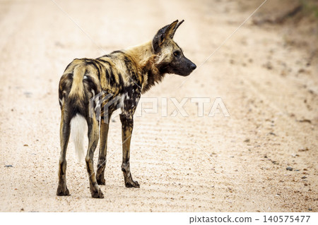 African wild dog in Greater Kruger National park, South Africa African wild dog in Greater Kruger National park, South Africa 140575477