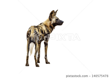 African wild dog in Greater Kruger National park, South Africa African wild dog in Greater Kruger National park, South Africa 140575478