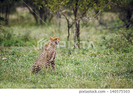 Cheetah in Greater Kruger national park, South Africa Cheetah in Greater Kruger national park, South Africa 140575503