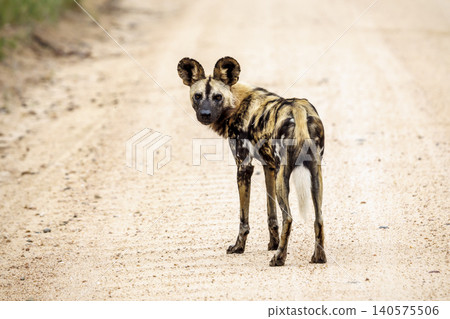 African wild dog in Greater Kruger National park, South Africa African wild dog in Greater Kruger National park, South Africa 140575506