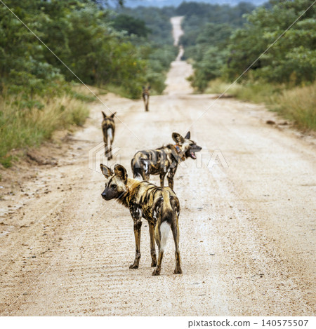 African wild dog in Greater Kruger National park, South Africa African wild dog in Greater Kruger National park, South Africa 140575507