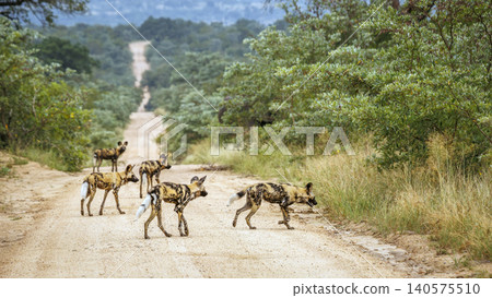 African wild dog in Greater Kruger National park, South Africa African wild dog in Greater Kruger National park, South Africa 140575510