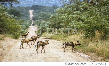 African wild dog in Greater Kruger National park, South Africa African wild dog in Greater Kruger National park, South Africa 140575511