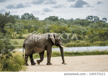 African bush elephant in Greater Kruger National park, South Africa African bush elephant in Greater Kruger National park, South Africa 140575521