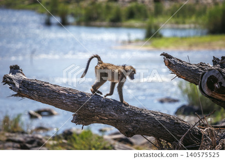 Chacma baboon in greater Kruger National park, South Africa 140575525