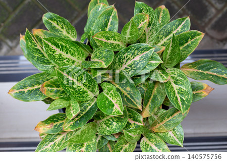 Top View of Aglaonema Plant with Green and Yellow Variegated Leaves in a Pot for Home Decor and Gardening Concept Top View of Aglaonema Plant with Green and Yellow Variegated Leaves in a Pot for Home Decor and Gardening Concept 140575756