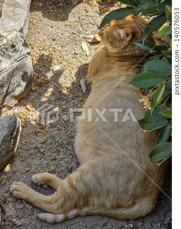 An orange tabby cat lies on the dry ground, resting in the shade of green plants. Its body is round and large, showing its pregnancy. Leaves and stones surround the cat. 140576053