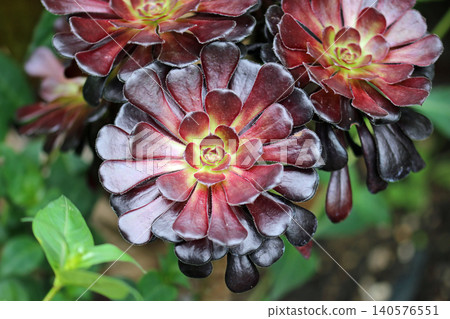 Aeonium black rose succulent plant in close up 140576551