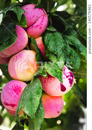 Cluster of plums growing on tree 140576961