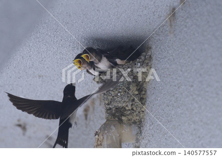 Parent and child of Tsubame Parent and child of Tsubame 140577557