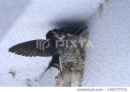 Parent and child of Tsubame Parent and child of Tsubame 140577558