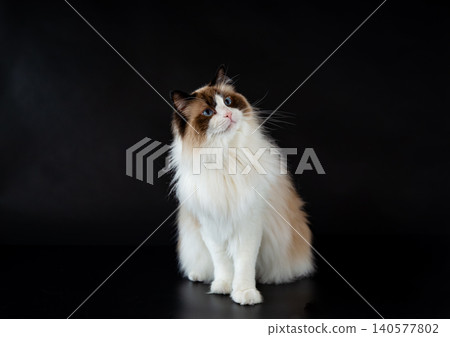 Fluffy light-colored fur Ragdoll cat on a black background Fluffy light-colored fur Ragdoll cat on a black background 140577802