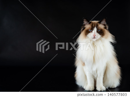 Beautiful blue eyed Ragdoll cat in studio lighting Beautiful blue eyed Ragdoll cat in studio lighting 140577803