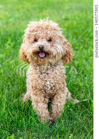 curly maltipoo looking at camera outdoors curly maltipoo looking at camera outdoors 140577805