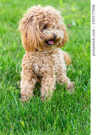 fluffy apricot maltipoo with expressive eyes outdoors fluffy apricot maltipoo with expressive eyes outdoors 140577806