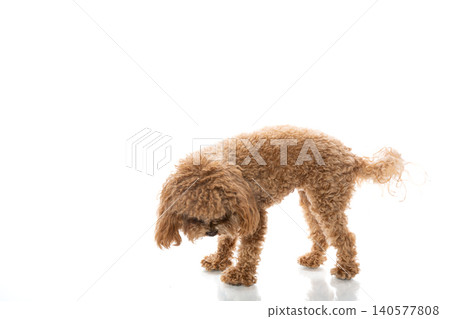 healthy maltipoo looking directly at camera healthy maltipoo looking directly at camera 140577808