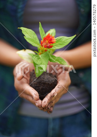 Plant, soil and hand with leaf for flower, bloom and grow in nature or natural environment for eco. Seed, growth and cupping dirt for sustainable or gardening for garden design or earth in spring Plant, soil and hand with leaf for flower, bloom and grow in nature or natural environment for eco. Seed, growth and cupping dirt for sustainable or gardening for garden design or earth in spring 140578279