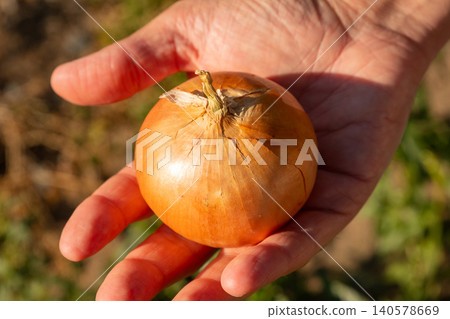 Woman holding a raw onion in her palm outdoors. Fresh organic vegetable harvest concept. Small scale farming and healthy food agriculture product grown in local soil for culinary use. Woman holding a raw onion in her palm outdoors. Fresh organic vegetable harvest concept. Small scale farming and healthy food agriculture product grown in local soil for culinary use. 140578669