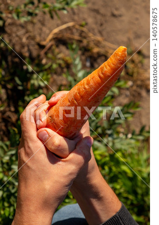 Man holding carrot in hand as metaphorical representation of male potency and erectile dysfunction awareness. Symbol of men health issues, vitality, and sexual wellness for clinical advice. Man holding carrot in hand as metaphorical representation of male potency and erectile dysfunction awareness. Symbol of men health issues, vitality, and sexual wellness for clinical advice. 140578675