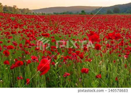 red poppy field at dusk. countryside summer landscape of transcarpathia. red blooming flowers in the rural valley red poppy field at dusk. countryside summer landscape of transcarpathia. red blooming flowers in the rural valley 140578683