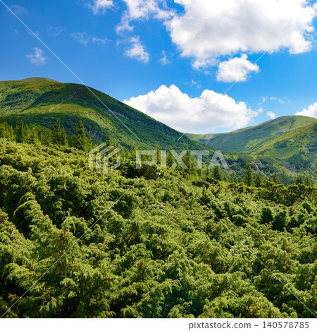 Majestic rolling hills covered in vibrant green forest stretching into the distance beneath a clear blue sky with white clouds on a bright sunny day Majestic rolling hills covered in vibrant green forest stretching into the distance beneath a clear blue sky with white clouds on a bright sunny day 140578785