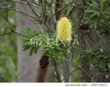 A blooming Banksia flower in a regional forest in the Blue Mountains A blooming Banksia flower in a regional forest in the Blue Mountains 140578871