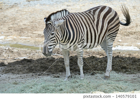 Landscape with zebra Landscape with zebra 140579101