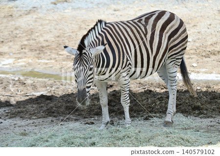 Landscape with zebra 140579102