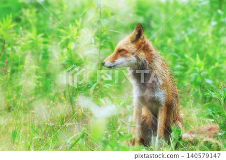Kita fox 140579147