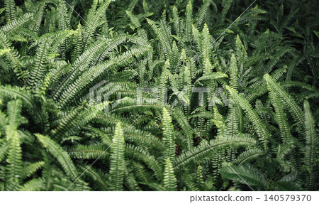 Lush green ferns densely populate the forest floor, showcasing a variety of leaf shapes and textures in a natural woodland environment Lush green ferns densely populate the forest floor, showcasing a variety of leaf shapes and textures in a natural woodland environment 140579370