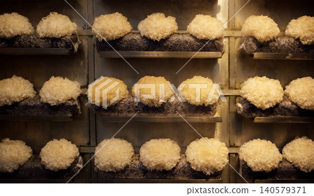 Rows of traditional Fresh lion's mane mushroom displayed on shelves, featuring a variety of textures and colors, illuminated by warm lighting in a food market setting Rows of traditional Fresh lion's mane mushroom displayed on shelves, featuring a variety of textures and colors, illuminated by warm lighting in a food market setting 140579371