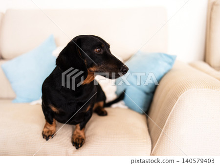 Black and tan dachshund dog sitting on a beige sofa with blue decorative pillows, showcasing a relaxed indoor home environment Black and tan dachshund dog sitting on a beige sofa with blue decorative pillows, showcasing a relaxed indoor home environment 140579403