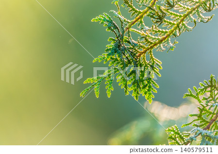 Thuja branches close-up. Thuja branch background 140579511