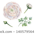 Botanical watercolor set with soft pink ranunculus flower, green leaves, buds isolated on white background for custom floral and elegant wedding stationery designs. Illustration in realistic style 140579564