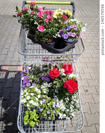 A shopping cart is filled with flowering potted plants. A shopping cart is filled with flowering potted plants. 140579598