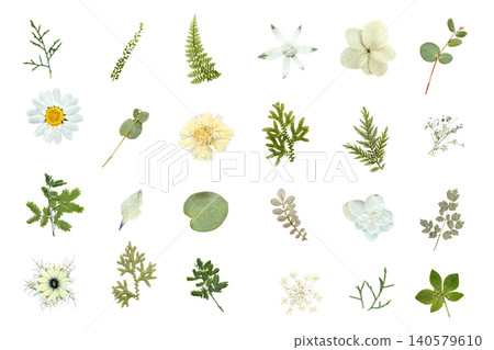 Pressed flower greenery and white flower material set (transparent) Pressed flower greenery and white flower material set (transparent) 140579610