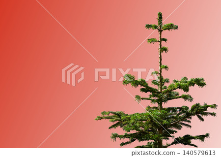 Young green spruce fir isolated on red gradient Young green spruce fir isolated on red gradient 140579613