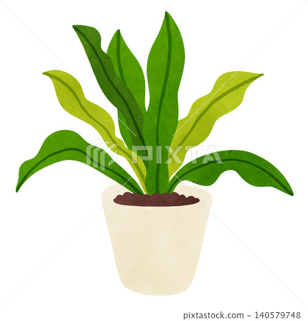 Asplenium in a pot - watercolor-style hand-drawn illustration Asplenium in a pot - watercolor-style hand-drawn illustration 140579748