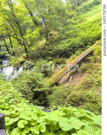 The stream around Shiraito Falls in the forest of Karuizawa The stream around Shiraito Falls in the forest of Karuizawa 140579786