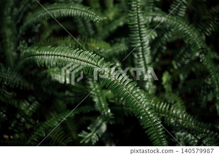 Lush green fern leaves with intricate patterns and textures, creating a dense foliage background in a natural setting, showcasing the beauty of plant life Lush green fern leaves with intricate patterns and textures, creating a dense foliage background in a natural setting, showcasing the beauty of plant life 140579987