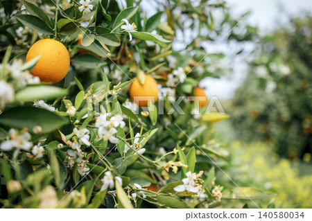 Orange tree branch with ripe oranges and white blossoms, showcasing lush green leaves in a vibrant orchard setting during daylight Orange tree branch with ripe oranges and white blossoms, showcasing lush green leaves in a vibrant orchard setting during daylight 140580034